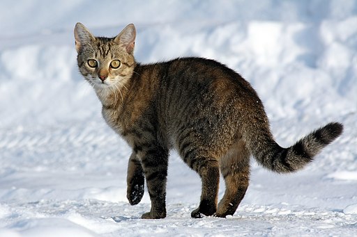 cat walking on snow