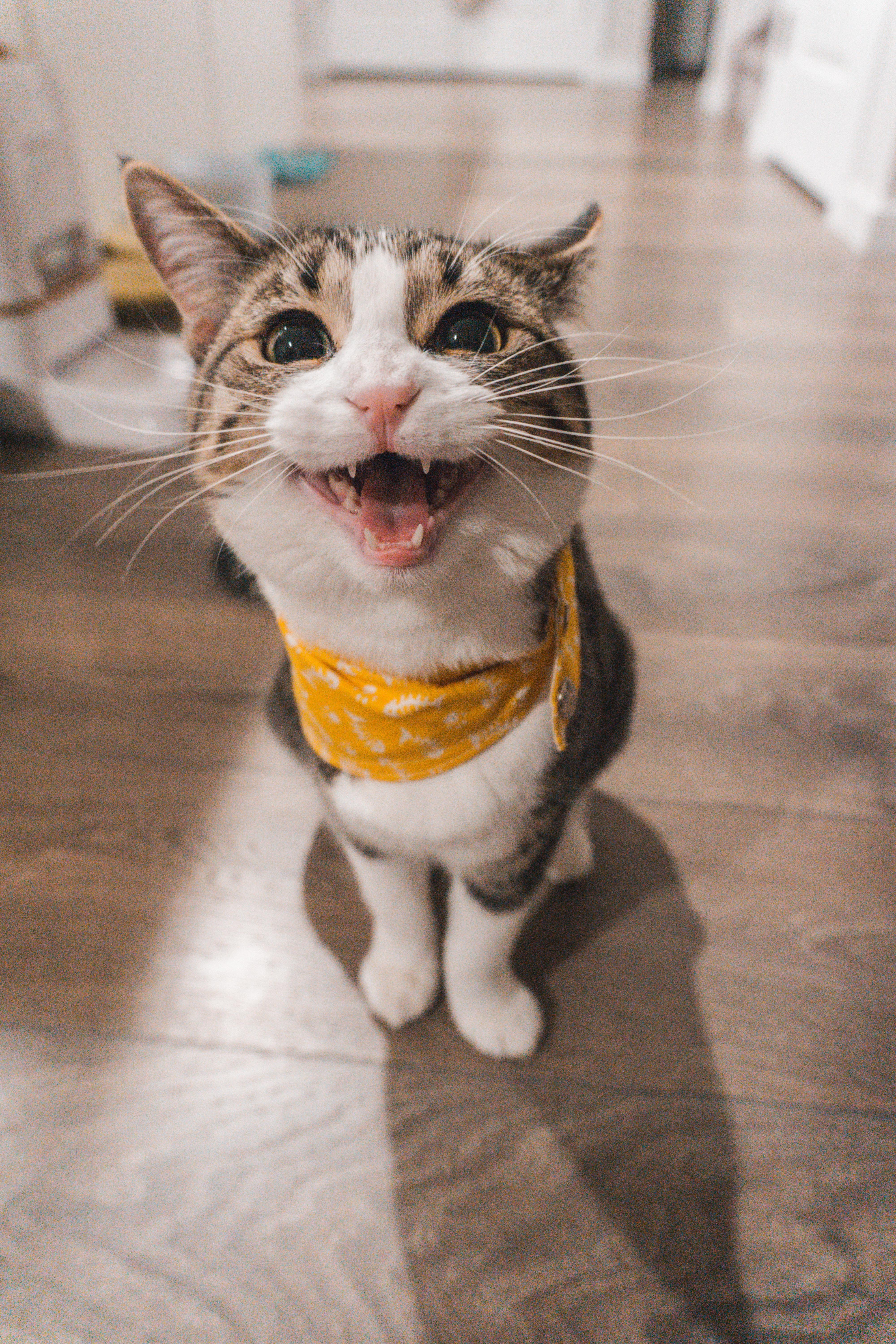 cat smiling