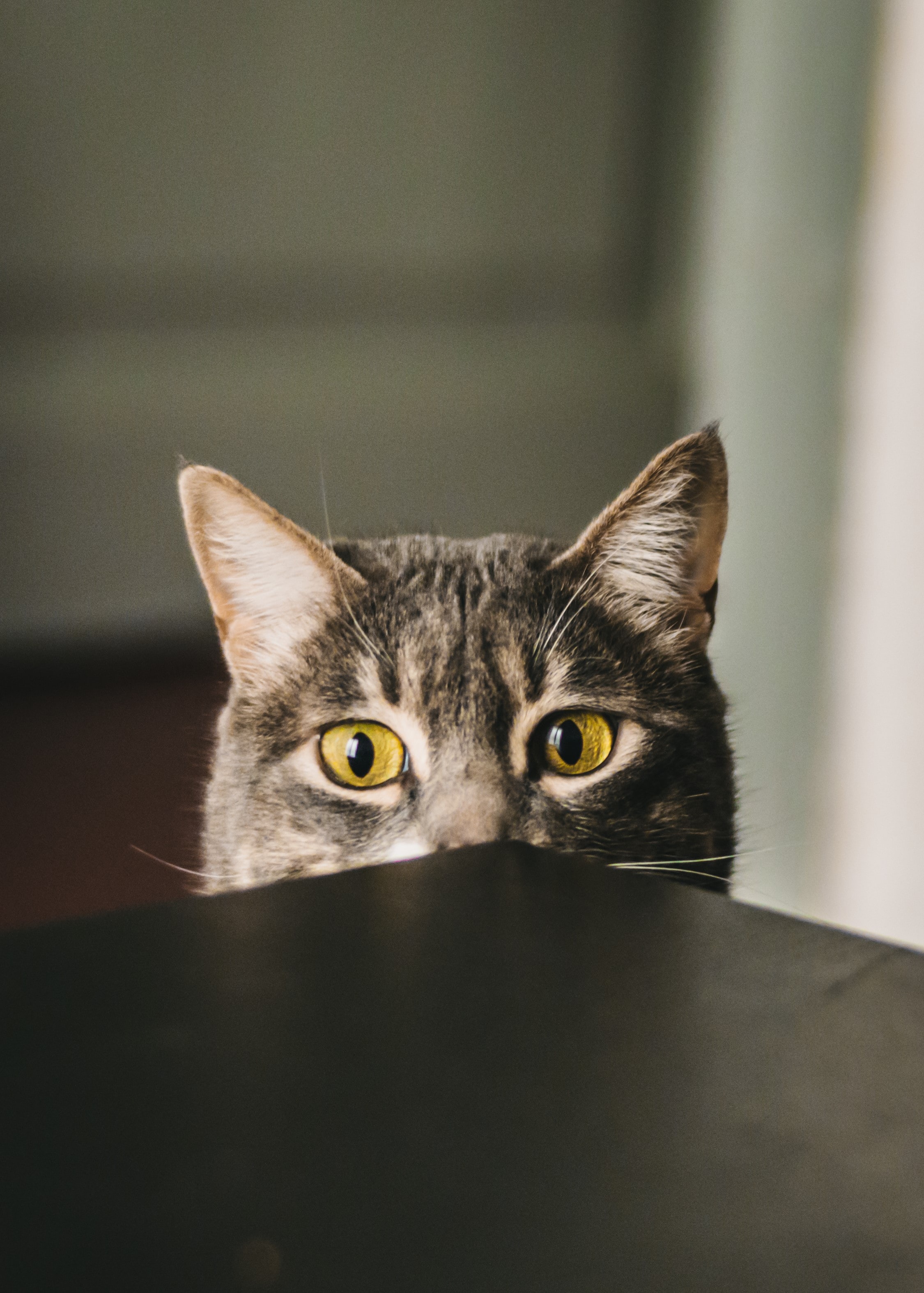 Cat hiding behind table